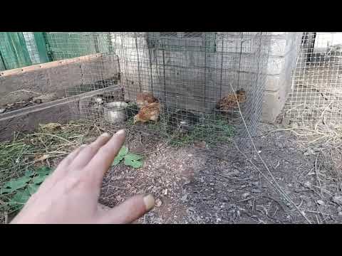 Видео: правильная подсадка цыплят в курятник что-бы куры не обижали