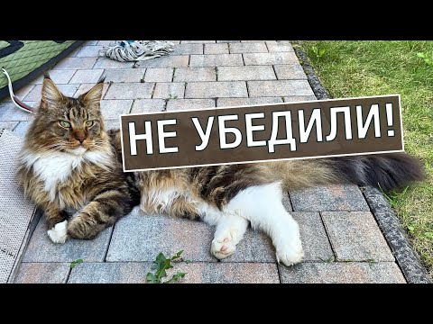 Видео: Голливуд совсем заврался! А коты караулят мышь.