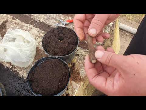 Видео: Черенкование Павловнии корневыми отростками!