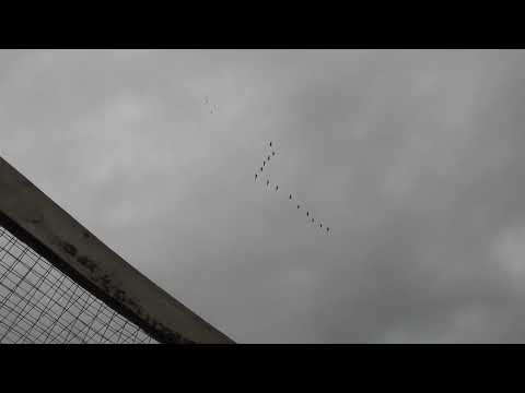 Видео: Гуси немножко с пугали голубят.