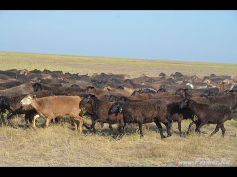 Видео: ООО Волгоград Эдильбай. Ремонтные ярки Возраст 15-16 месяцев