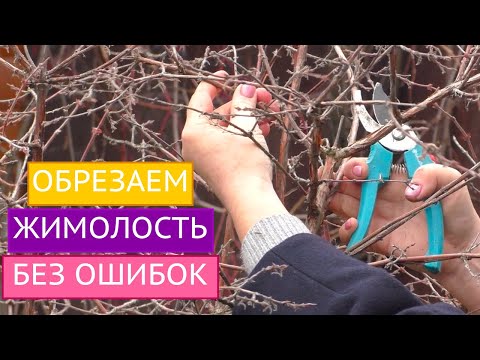 Видео: НЕ ДОПУСТИТЕ ОШИБОК!! ТОНКОСТИ ОБРЕЗКИ ЖИМОЛОСТИ!