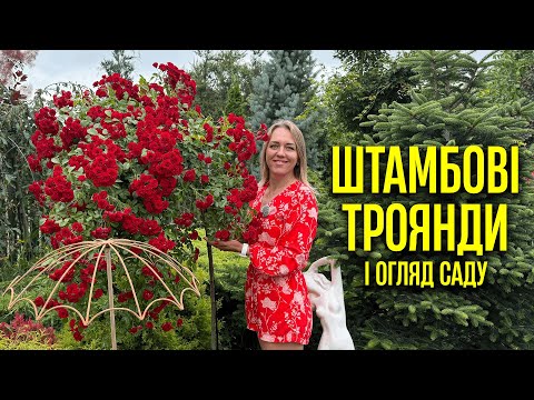 Видео: ШТАМБОВІ ТРОЯНДИ І ОГЛЯД САДУ