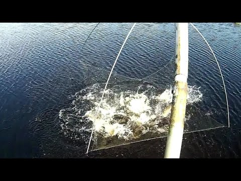 Видео: Эта СНАСТЬ без РЫБЫ не ОСТАВИТ. Рыбалка на ПАУК. (подъёмник). Видео 2021.