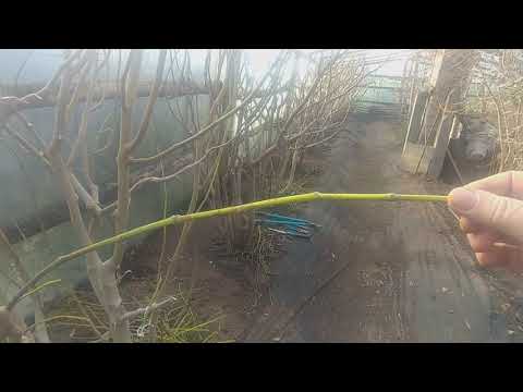 Видео: Инжир в Беларуси, меняю метод обрезки.