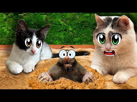 Видео: КОТИКИ ВЫШЛИ НА УЛИЦУ! ПУПСЯ СЛОВИЛА КРОТА! МАЛЕНЬКИЙ КОТЁНОК ЮГИ и ЯНИ 24 ЧАСА ИЗУЧАЮТ ЖИВОТНЫХ