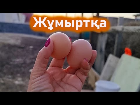 Видео: 8 жұмыртқа берді бүгін тауықтар. Тауық қора