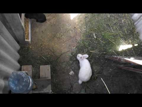 Видео: Разведение кроликов,кролики в яме или кролики:НАЧАЛО ч.2