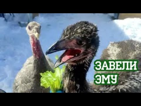 Видео: Канарейка-людоед, ручной динозавр и гусь в лесу