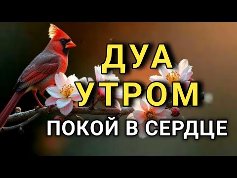 Видео: ДУА ДЛЯ УМИРОТВОРЕНИЯ СЕРДЦА! 🤲🤲💖✨