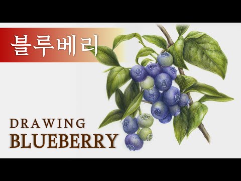 Видео: [Фруктово-овощной рисунок] Черничный цветной карандашный рисунок | Учебник по картинкам №102-2