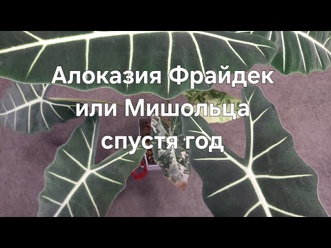 Видео: Алоказия Фрайдек или Мишольца спустя год