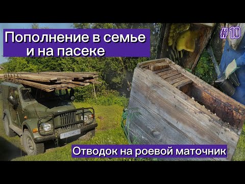 Видео: Пополнение в семье и на пасеке. Отводок на роевой маточник.
