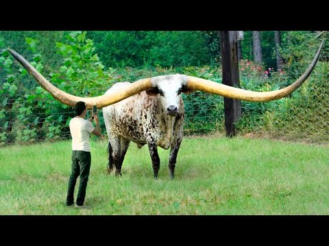 Видео: Посмотрите, На Что Способен Самый Мощный Бык в Мире