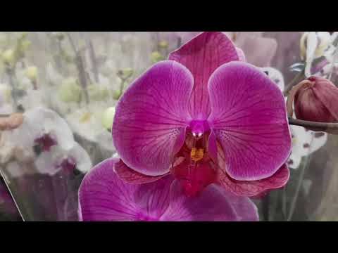 Видео: И снова новые орхидеи в с.ц.Долина роз ( Махачкала).Цены обрадовали  и без покупки я не ушла.