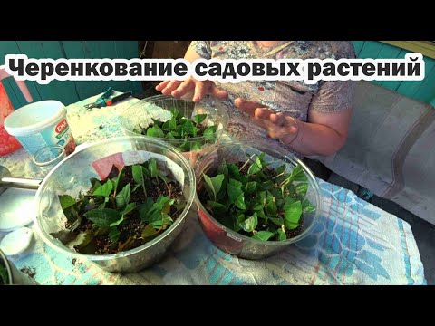 Видео: Зеленое черенкование жимолости, пузыреплодника и гортензии