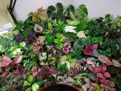 Видео: Немного о качестве растений и растения едут в новый дом