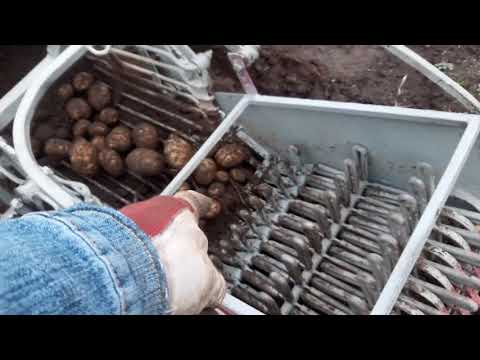 Видео: КОПКА КАРТОШКИ 2020! Тремя комбайнами! digging potatoes 2020!