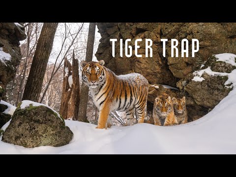 Видео: Tiger Trap Documentary movie with English subtitles «Ловушка для тигра» с Английскими субтитрами