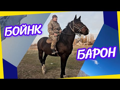 Видео: Сильный Аргын 👆Бойнк со стороны матери 💥Барон со стороны отца 💥