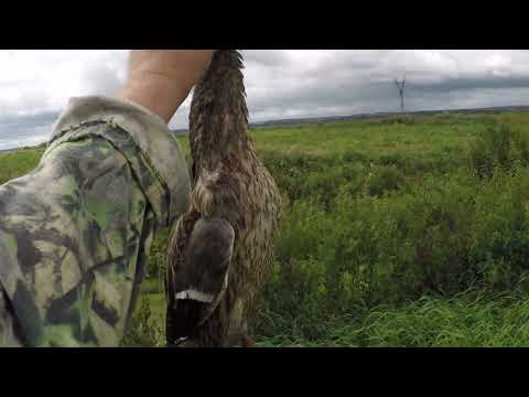 Видео: Охота на Утку с подхода 2 Лето-Осень 2024г.