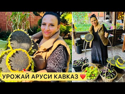 Видео: АРУСЯ КАВКАЗ СОБИРАЕТ УРОЖАЙ! 