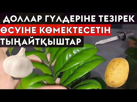 Видео: ДОЛЛАР ГҮЛДЕРІН ТЕЗ ӨСІРГІҢІЗ КЕЛСЕ, ОСЫ 2 ТЫҢАЙТҚЫШТЫ ЖАСА!