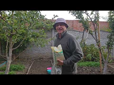 Видео: Накормили туи не скучайте чеснок!