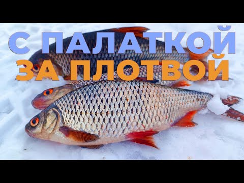 Видео: Рыбалка в палатке на Свири: плотва, чехонь и обед с приключениями!