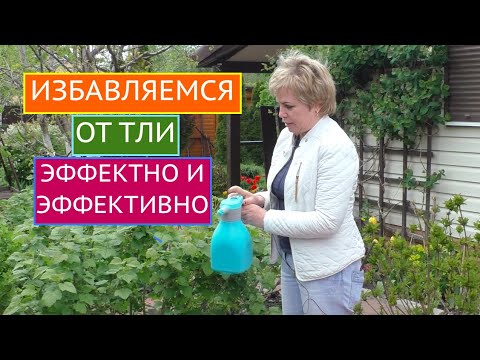 Видео: ТЛЯ НА УЧАСТКЕ? ПРИШЛО ВРЕМЯ ОТ НЕЕ ИЗБАВИТЬСЯ!