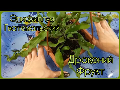 Видео: ЭПИФИЛЛУМ Гватемальский🐉Драконий Фрукт🍎Или просто лесной кактус🌵Пересадка🐉Быстрое размножение🌵Грунт🐉