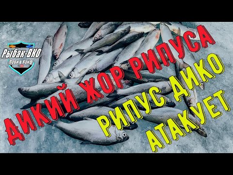 Видео: Диалоги  о  рыбалке или ЖОР РИПУСА !!!  РИПУС vs ГИРЛЯНДА! Рипус  на  закате  часть первая