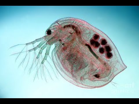 Видео: Дафния. Корм для рыб