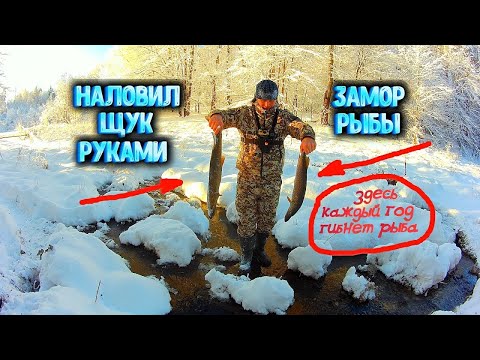 Видео: ✔ НАЛОВИЛИ ЩУК РУКАМИ Замор рыбы зимой Перезалив 4К