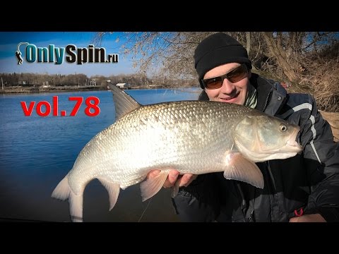 Видео: Джиговый жерех  Поиск места #OnlySpin