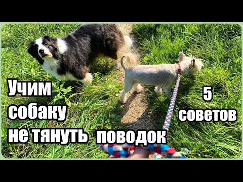 Видео: 5 советов, как научить собаку не тянуть поводок. Что надо делать, а что делать категорически нельзя