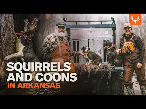 Видео: Белки и еноты на деревьях с Брентом и Клэем