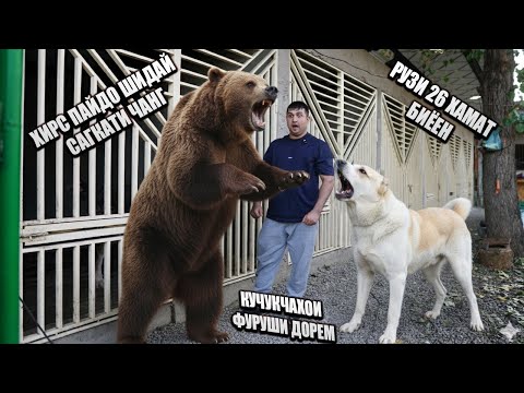Видео: КИНОИ ХИРС ПАЙДО ШИДАЙ ЧИГАП БОША ИЧА  