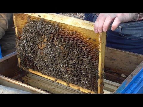 Видео: Первый осмотр пчелиных семей весной (март 2015 г.)