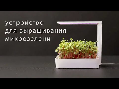 Видео: Устройство для выращивания микрозелени DIY.