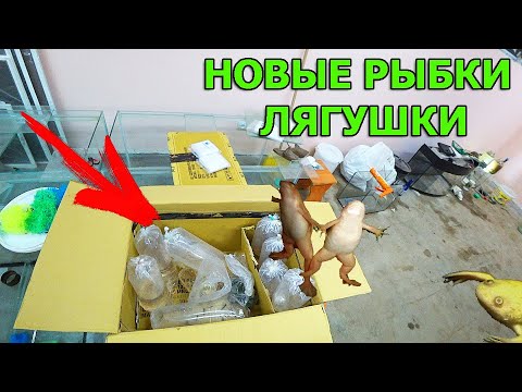 Видео: Приехали лягушки и новые рыбки. Посылка. Распаковка