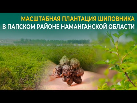 Видео: МАСШТАБНАЯ ПЛАНТАЦИЯ ШИПОВНИКА В ПАПСКОМ РАЙОНЕ