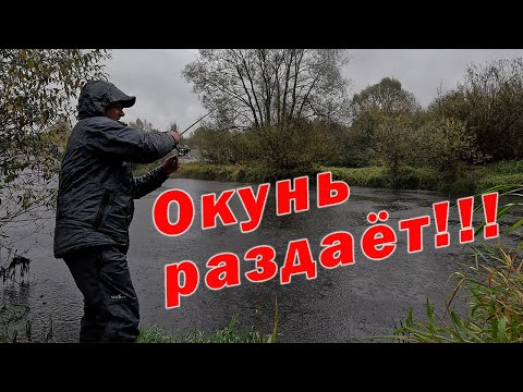 Видео: НАСТОЯЩАЯ РЫБАЛКА!!! ЛОВЛЯ ОКУНЯ НА СПИННИНГ CF Arion ASRE802LT 4 - 16гр.!!!