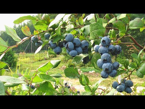 Видео: Как правильно подкормить голубику с помощью органики