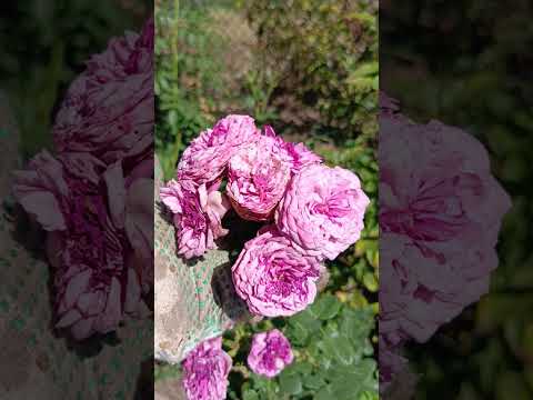 Видео: 5 сентября , мульчирование + подкормка роз🌹