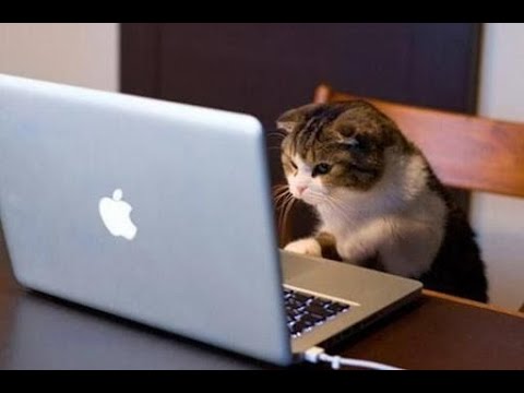 Видео: 😺 Кто эта кошка у тебя в компьютере?! 🐈 Видео смешных котов и котят для хорошего настроения! 😻