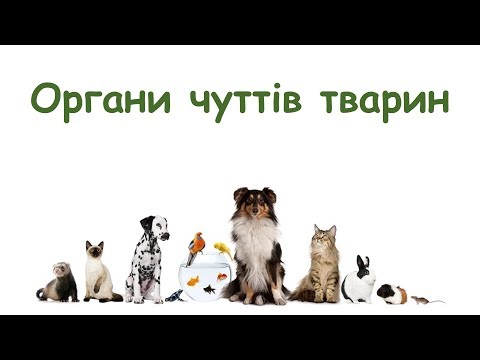 Видео: Органи чуття тварин, їх значення