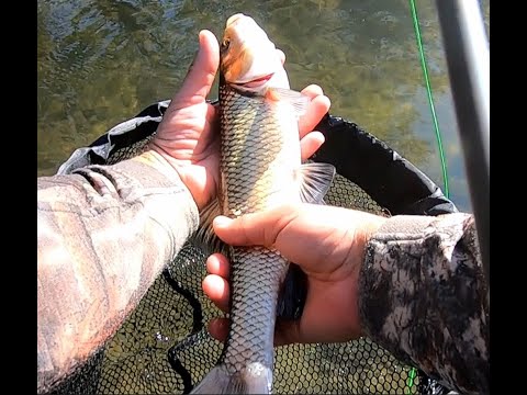 Видео: Есенен риболов на кефал на р. Струма  Autumn fly fishing for mullet fishing Struma River.