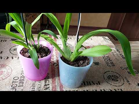 Видео: Наращиваем корни на Орхидее Камбрия