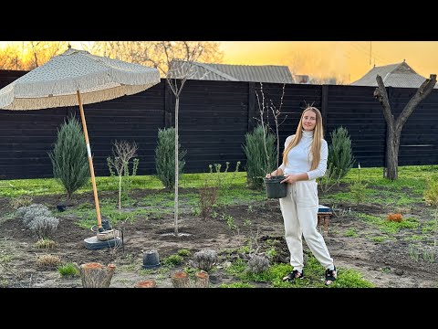 Видео: VLOG Купила сакуру и посадила в саду 🌸 Заехала в питомник, цены на растения в Днепре